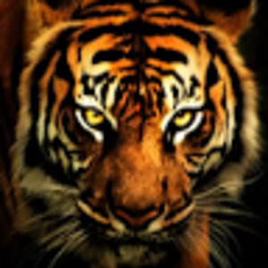 Meet your Posher, Kris